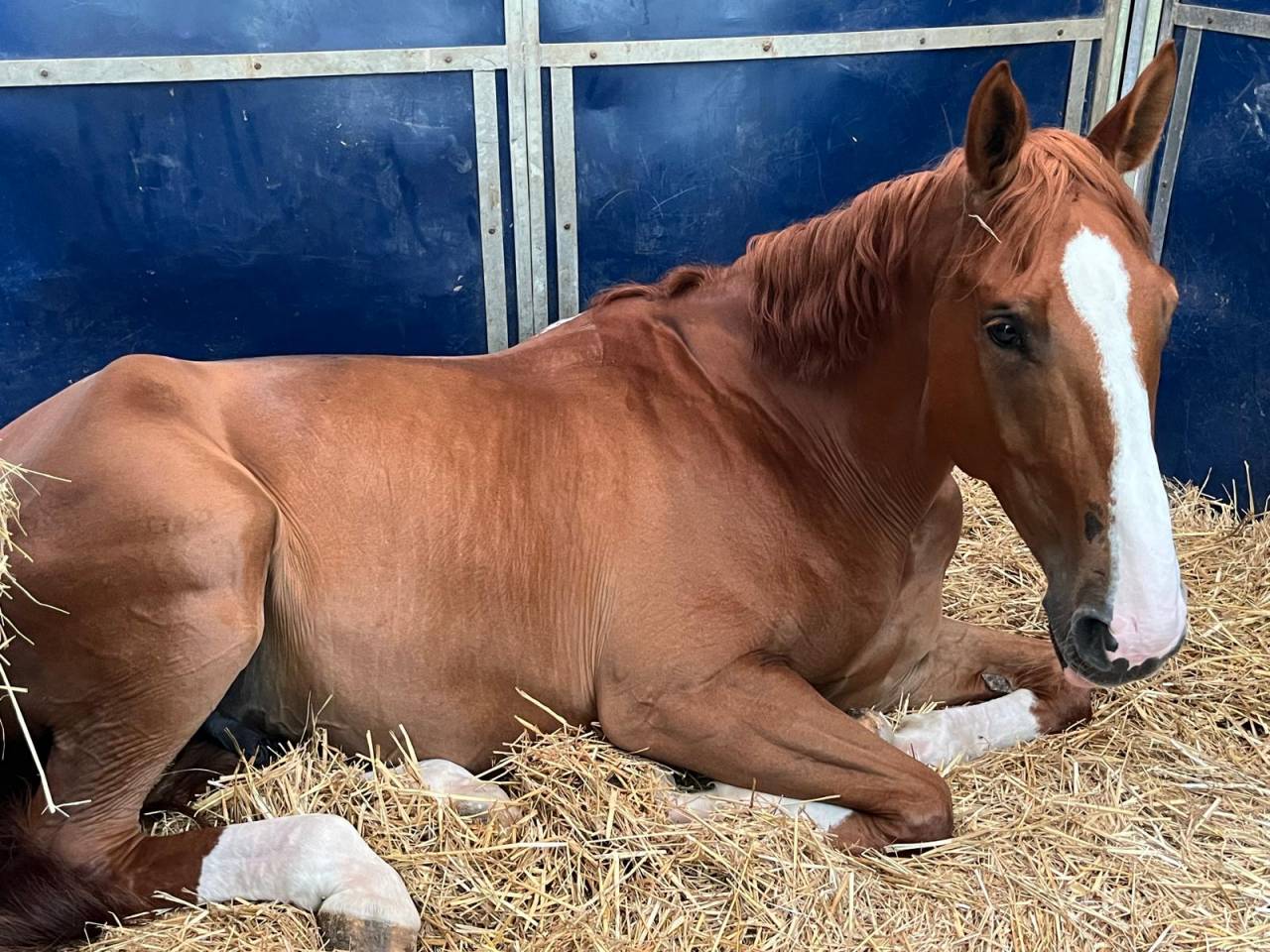 Gelding Selle Fran&ccedil;ais For sale 2016 Chesnut