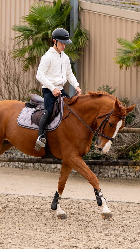 Gelding Selle Fran&ccedil;ais For sale 2016 Chesnut