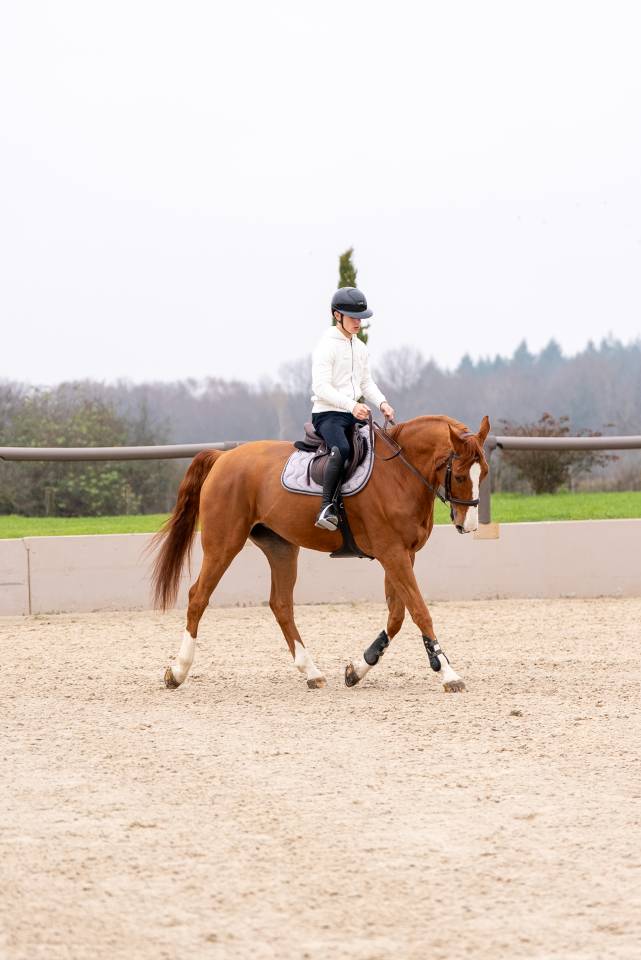 Gelding Selle Fran&ccedil;ais For sale 2016 Chesnut