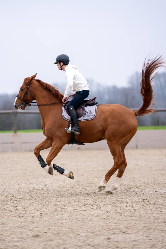 Gelding Selle Fran&ccedil;ais For sale 2016 Chesnut
