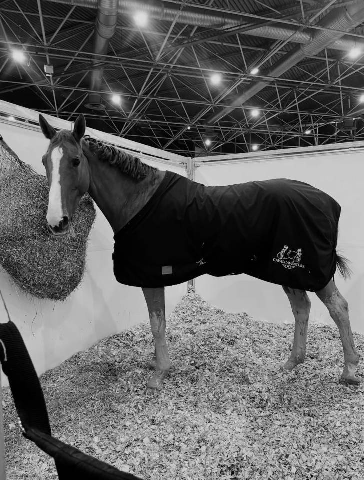 Gelding Selle Fran&ccedil;ais For sale 2016 Chesnut