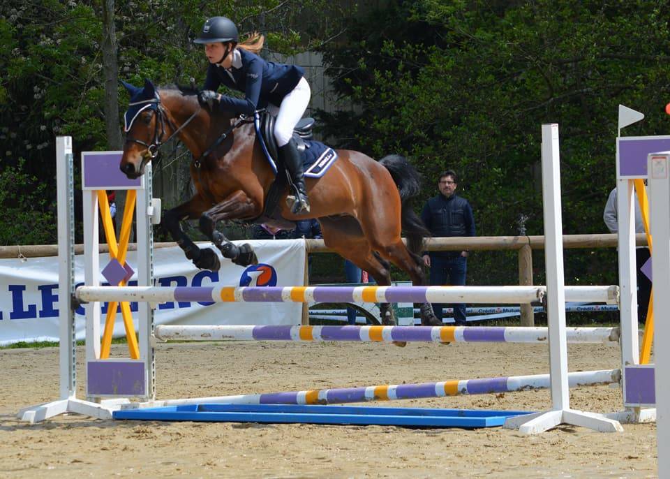 Gelding Origin Recorded For loan 2010 Bay