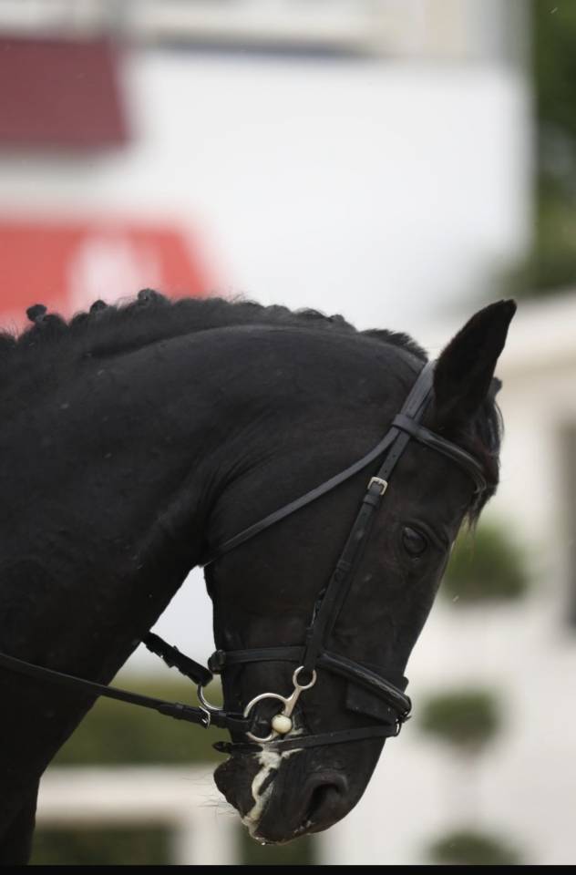 Stallion Other Pony Breed For sale 2008 Other color