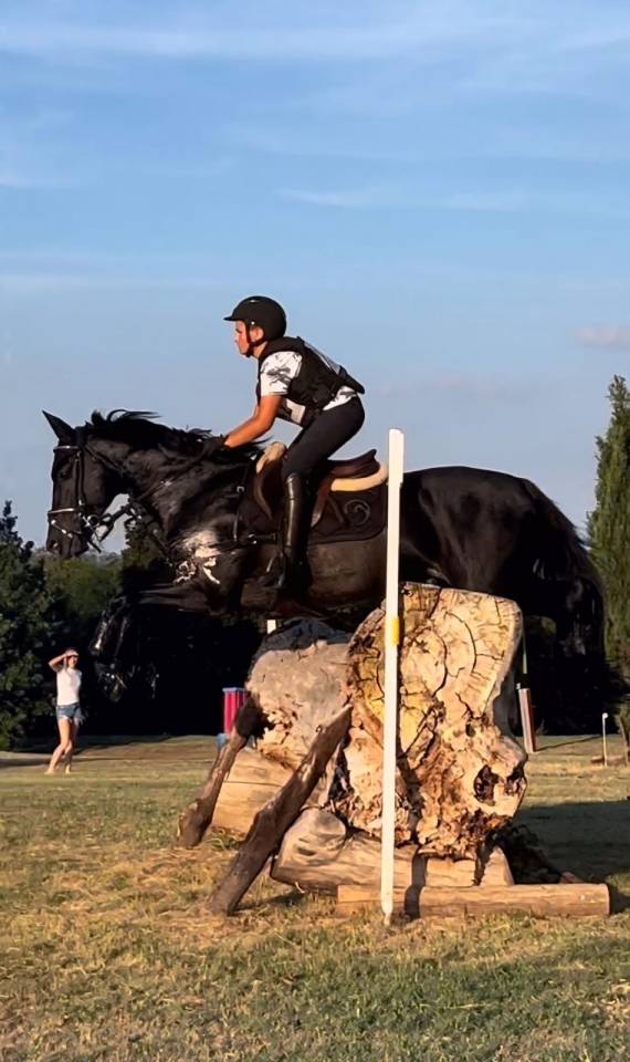 Stallion Other Pony Breed For sale 2008 Other color