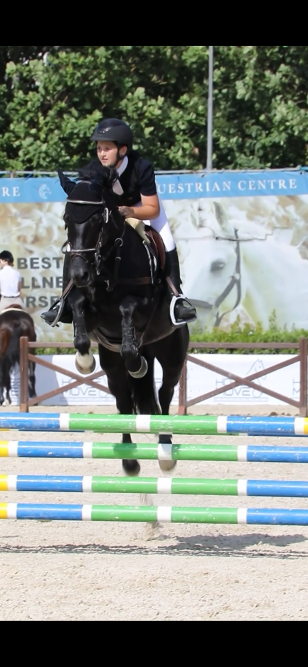 Stallion Other Pony Breed For sale 2008 Other color