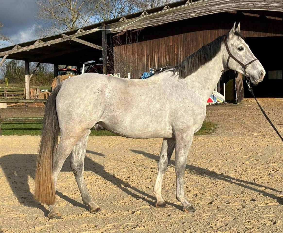 Gelding Zangersheide For sale 2020 Grey