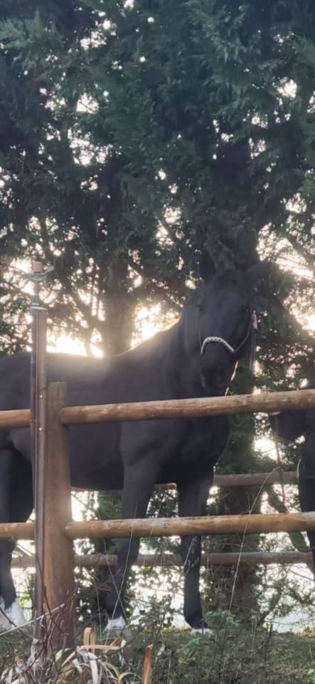 Gelding Selle Fran&ccedil;ais For sale 2013 Black