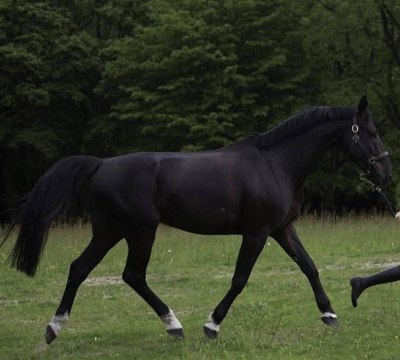 Gelding Selle Fran&ccedil;ais For sale 2013 Black