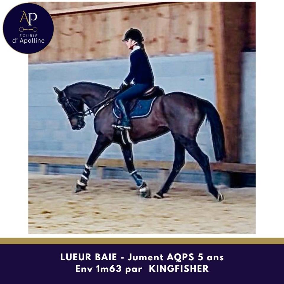 Mare AQPS For sale 2021 Bay