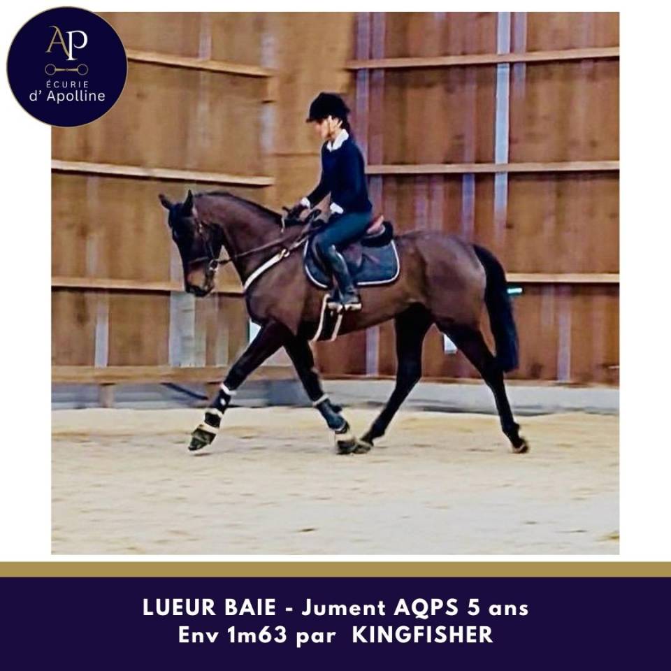 Mare AQPS For sale 2021 Bay