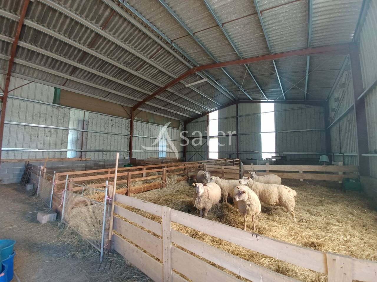 Sheep farm  Charente
