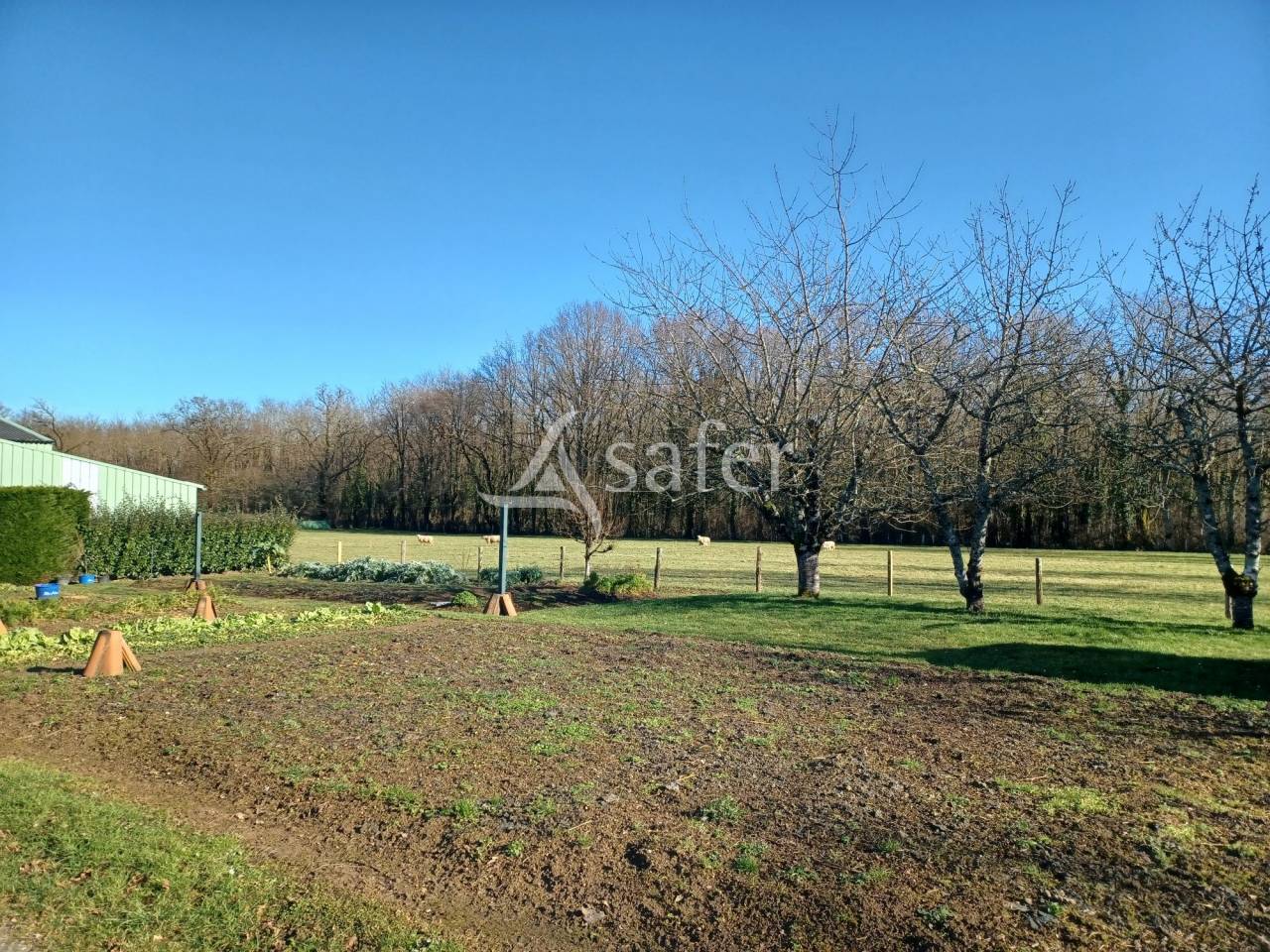 Sheep farm  Charente