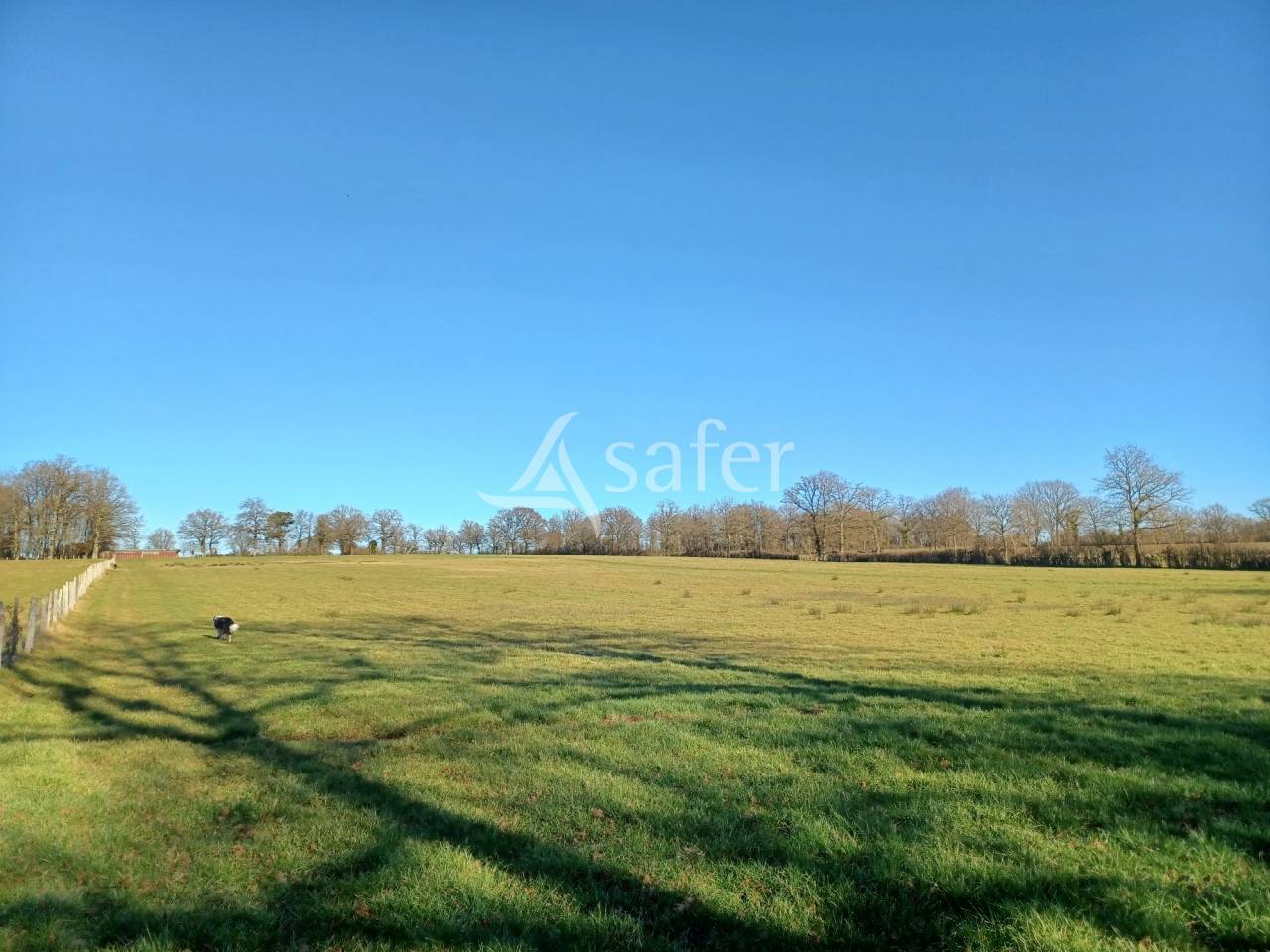Sheep farm  Charente