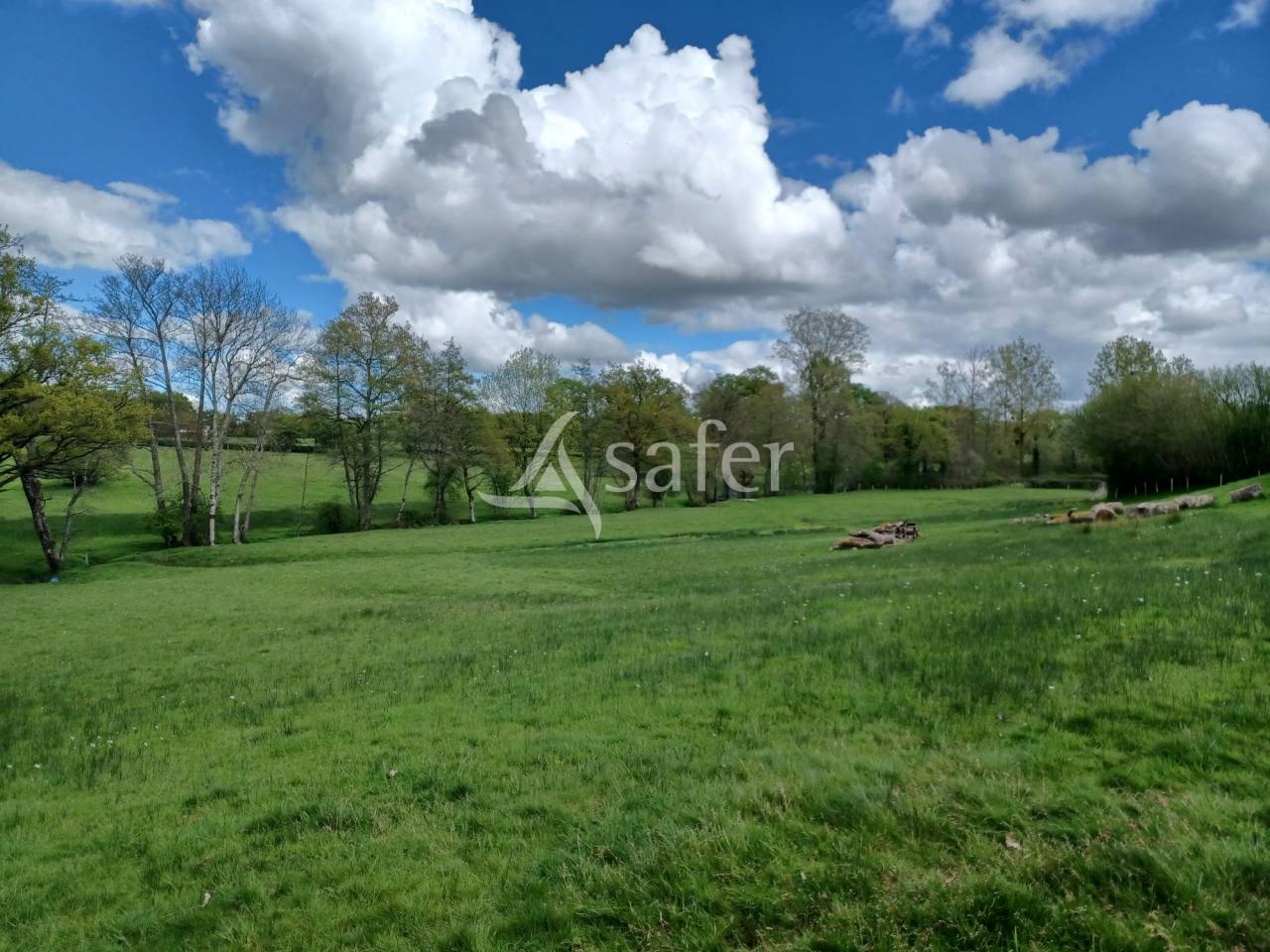 Sheep farm  Charente