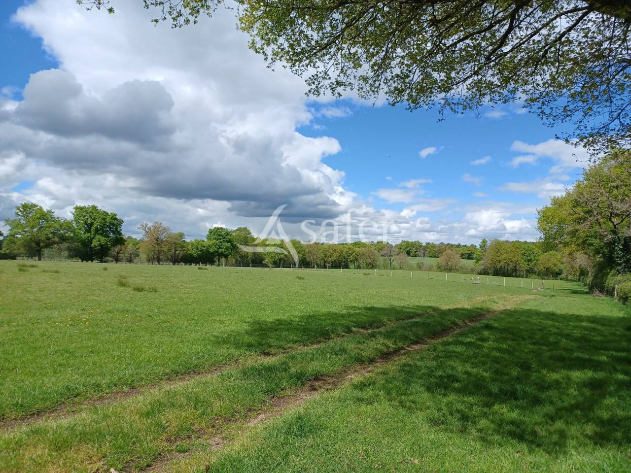 Sheep farm  Charente