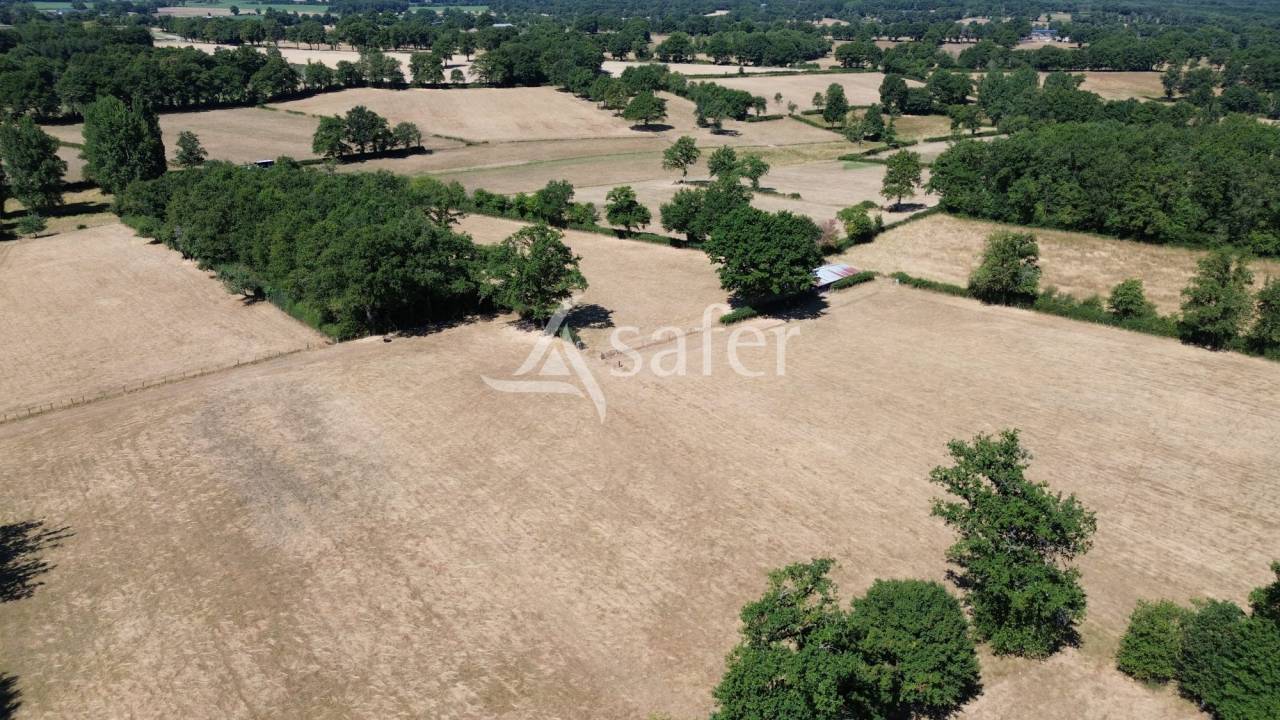 Sheep farm  Charente