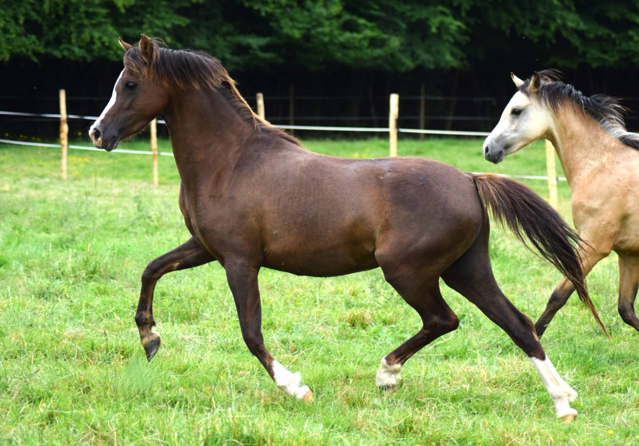 Mare Welsh Pony (Section B) For sale 2021 Liver chestnut