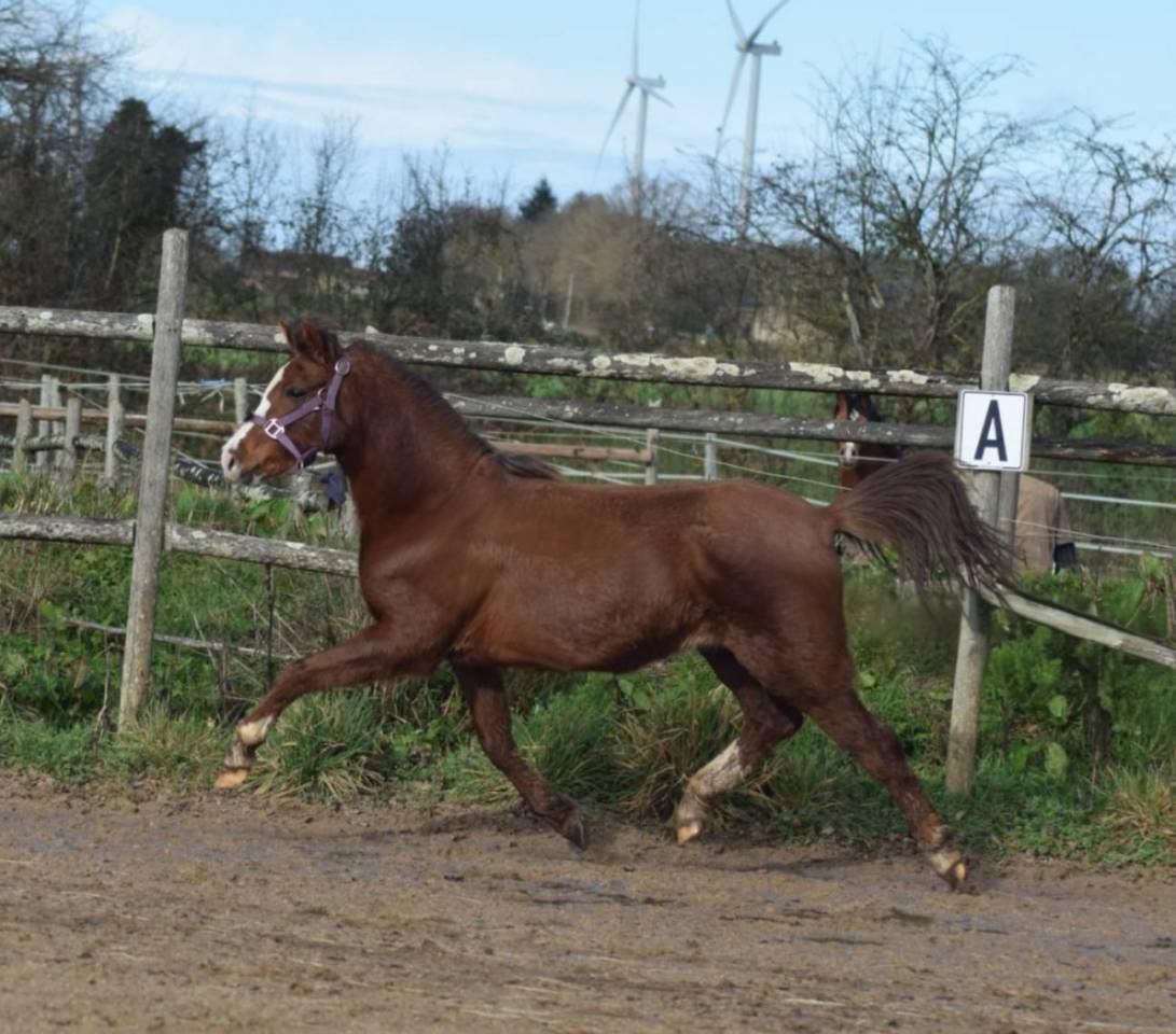 Mare Welsh Pony (Section B) For sale 2021 Liver chestnut