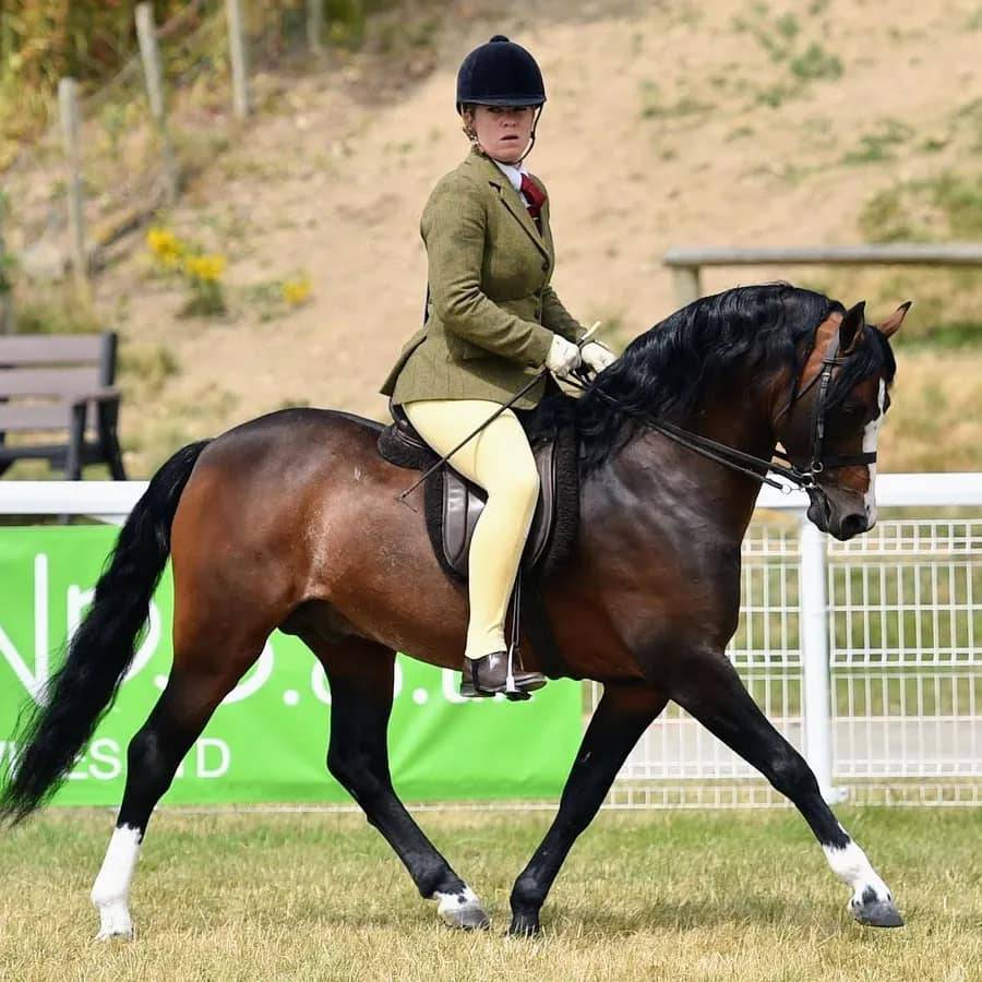 Mare Welsh Pony (Section B) For sale 2021 Liver chestnut