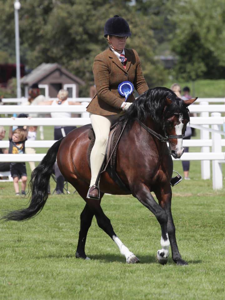Mare Welsh Pony (Section B) For sale 2021 Liver chestnut