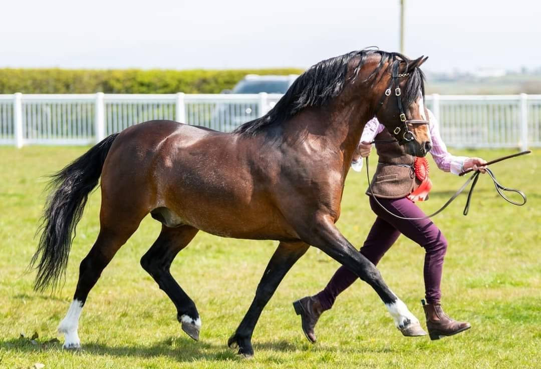 Mare Welsh Pony (Section B) For sale 2021 Liver chestnut