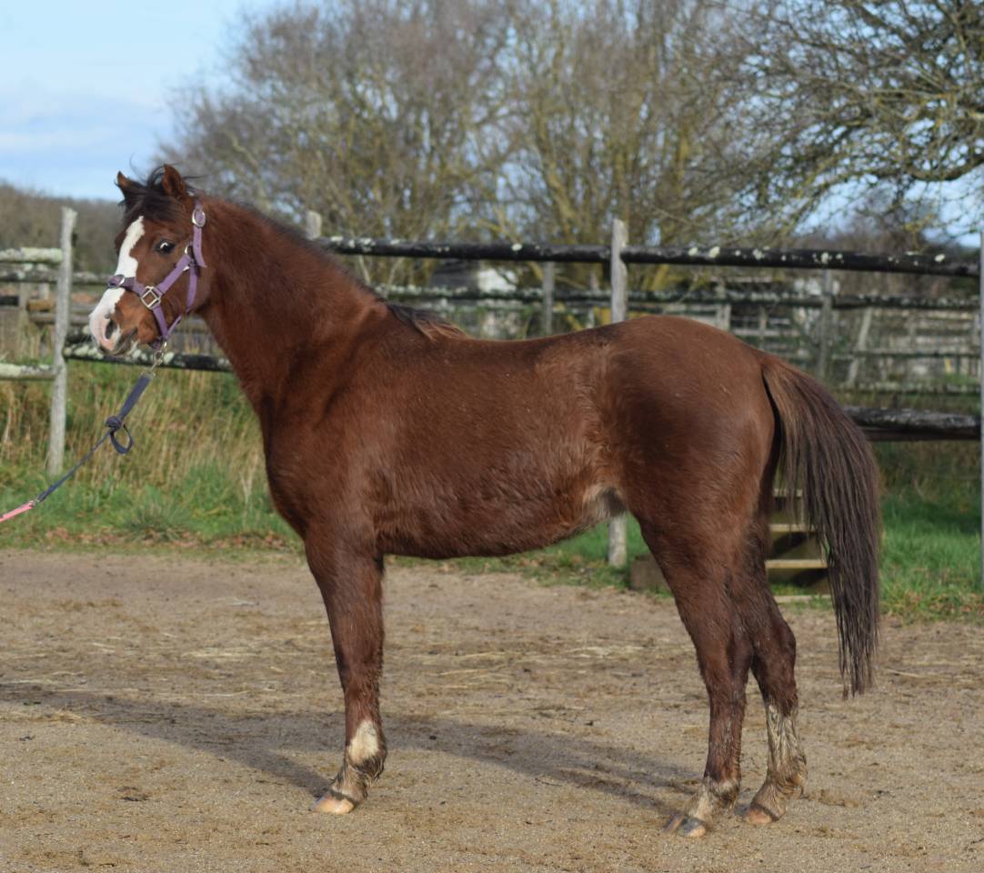 Mare Welsh Pony (Section B) For sale 2021 Liver chestnut