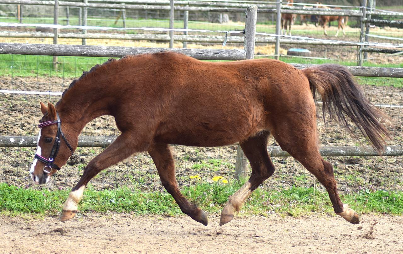 Mare Welsh Pony (Section B) For sale 2021 Liver chestnut