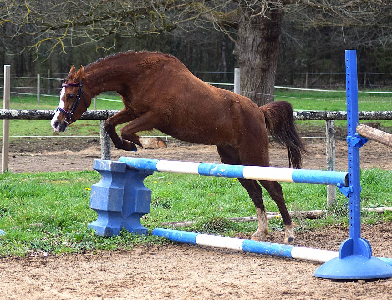 Mare Welsh Pony (Section B) For sale 2021 Liver chestnut