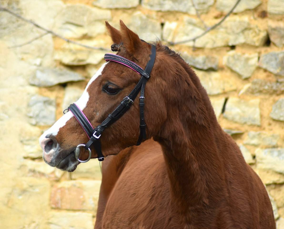 Mare Welsh Pony (Section B) For sale 2021 Liver chestnut