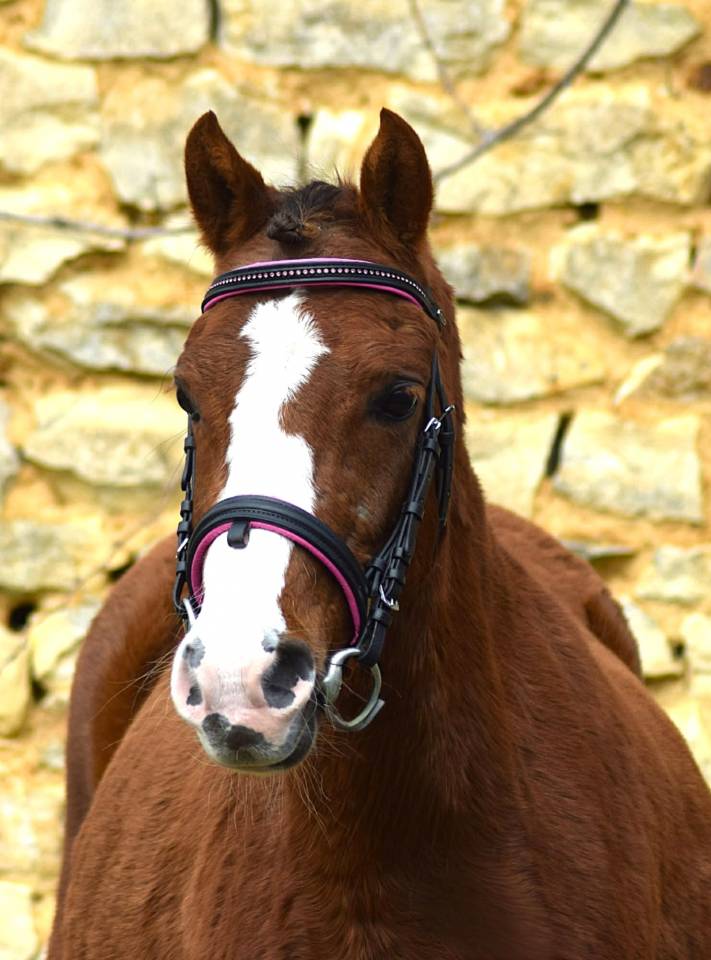 Mare Welsh Pony (Section B) For sale 2021 Liver chestnut