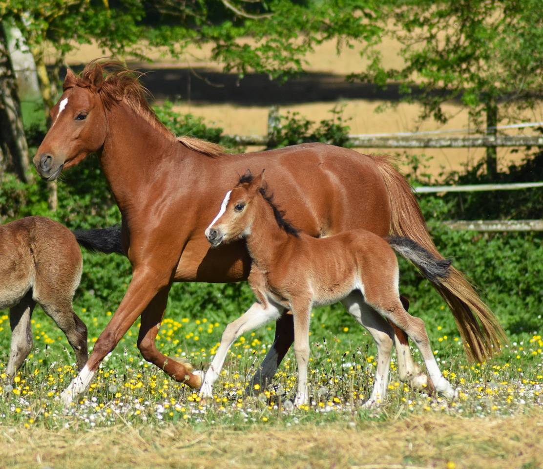 Mare Welsh Pony (Section B) For sale 2022 Chesnut