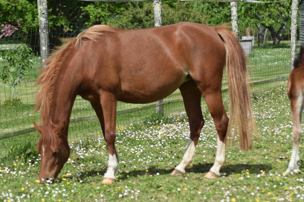 Mare Welsh Pony (Section B) For sale 2022 Chesnut
