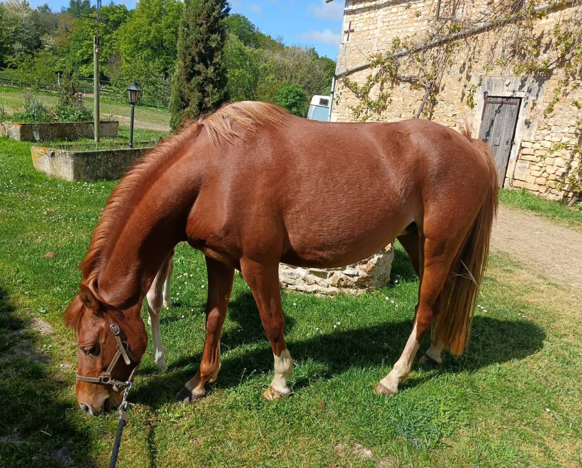 Mare Welsh Pony (Section B) For sale 2022 Chesnut