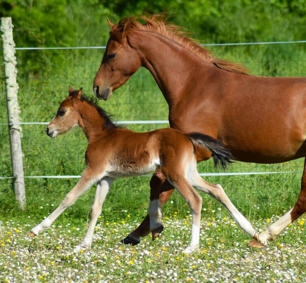 Mare Welsh Pony (Section B) For sale 2022 Chesnut