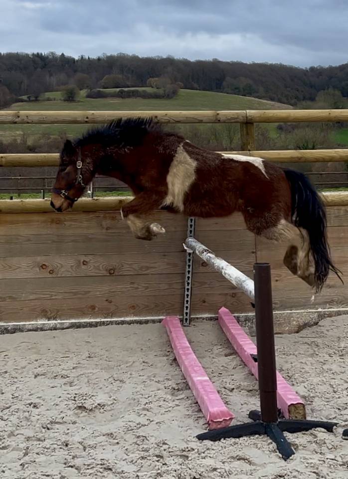 Gelding Pottok  For loan 2021 Coloured