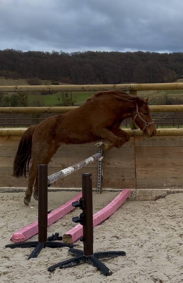 Gelding Pottok  For loan 2021 Coloured