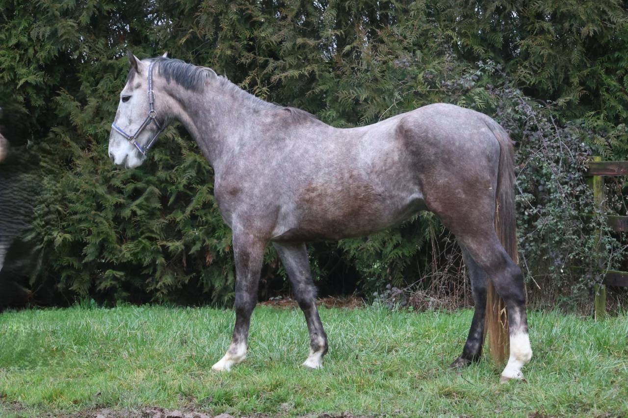 Gelding Origin Recorded For sale 2022 Grey