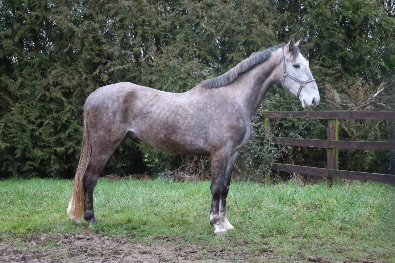 Gelding Origin Recorded For sale 2022 Grey