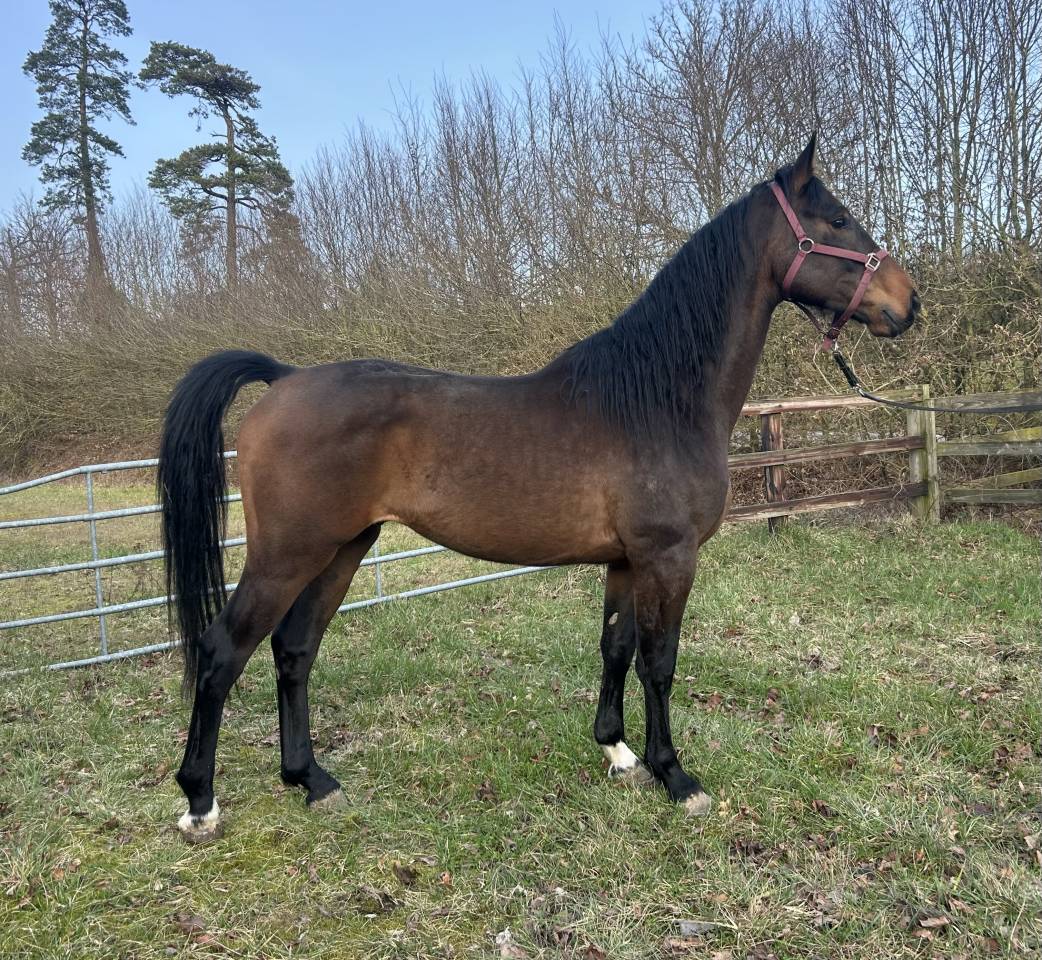 Gelding Origin Recorded For sale 2022 Bay