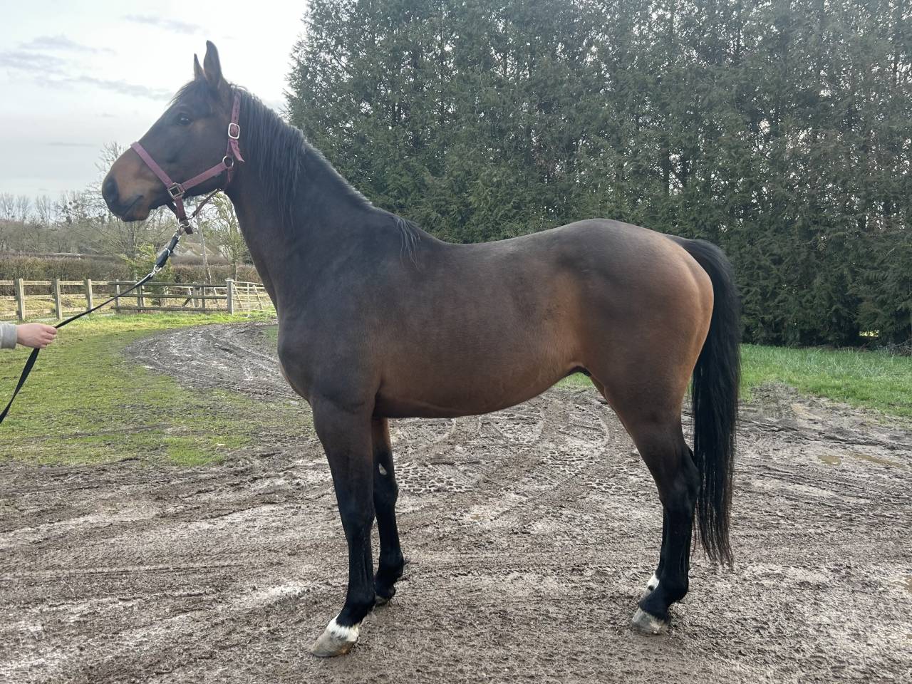 Gelding Origin Recorded For sale 2022 Bay