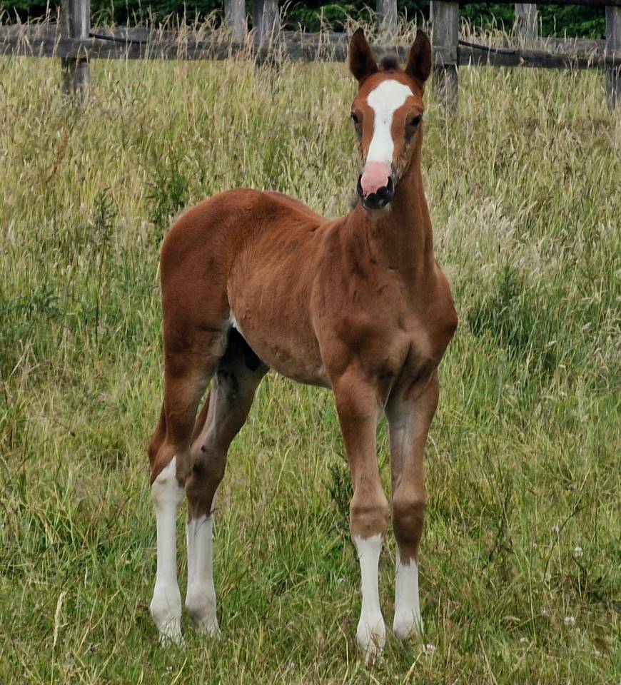 Colt Zangersheide For sale 2025 Bay