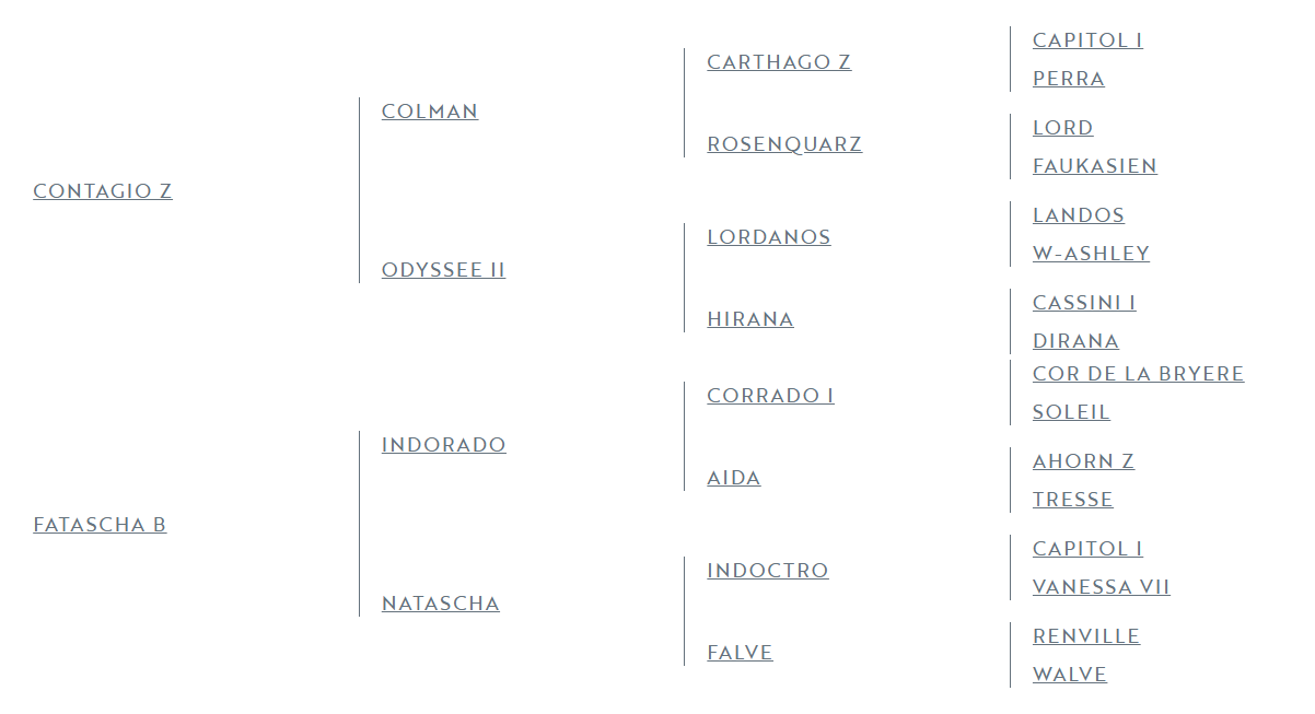 Filly Zangersheide For sale 2025 Grey