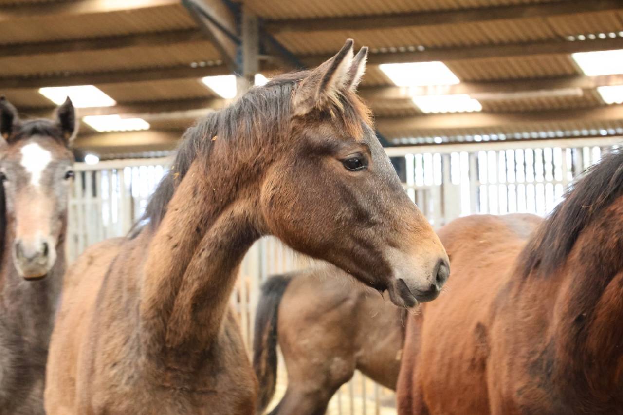Filly Zangersheide For sale 2025 Grey
