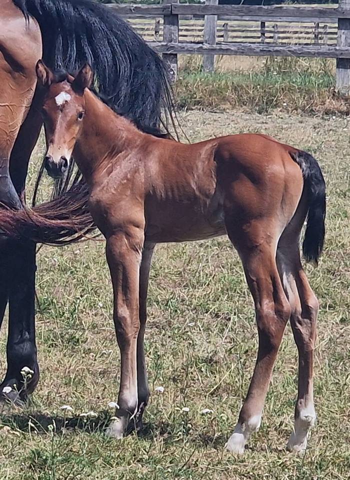 Gelding Zangersheide For sale 2025 Bay