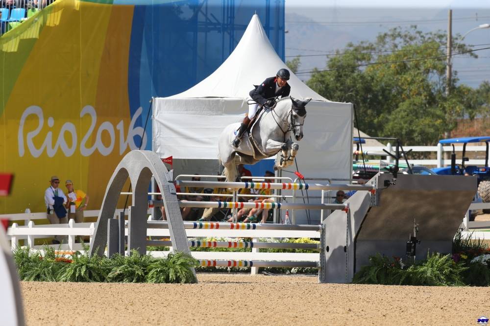 Gelding Zangersheide For sale 2025 Bay