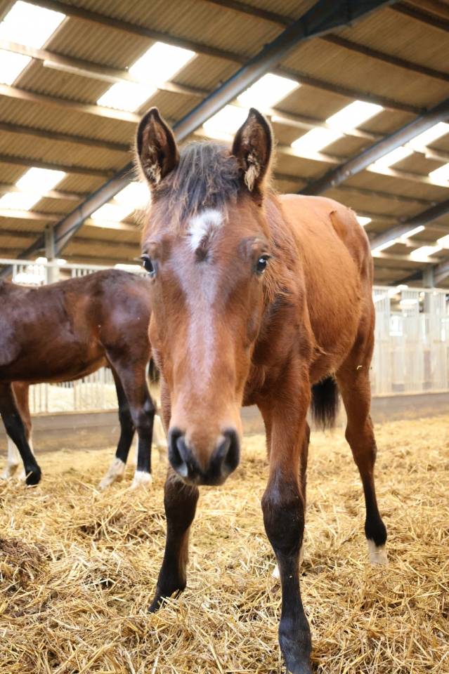 Gelding Zangersheide For sale 2025 Bay