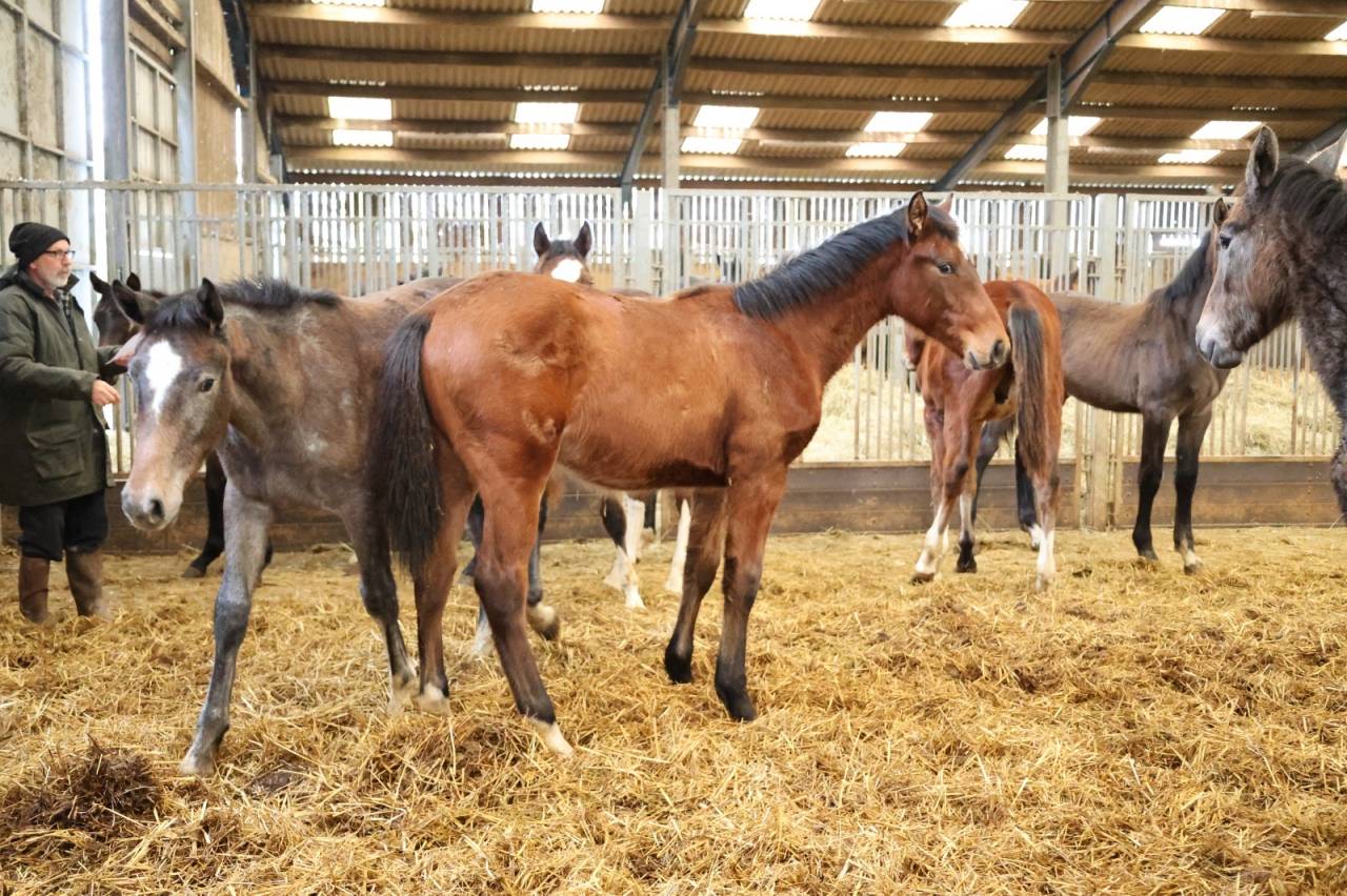 Gelding Zangersheide For sale 2025 Bay