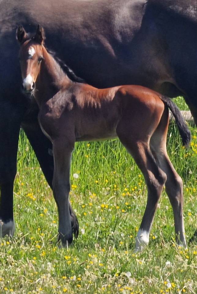 Colt Origin Recorded For sale 2025 Bay