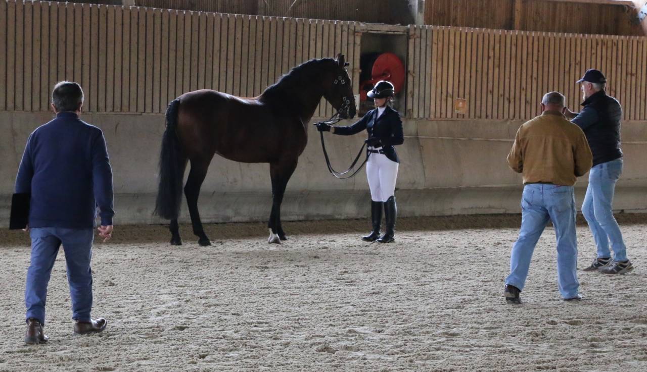 Stallion Lusitano For sale 2018 Bay