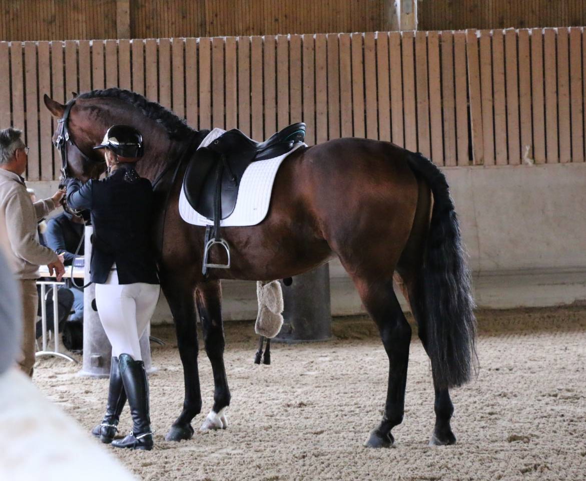 Stallion Lusitano For sale 2018 Bay